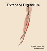 The extensor digitorum muscle of the forearm - orientation 1