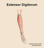 The extensor digitorum muscle of the forearm - orientation 10