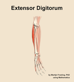 The extensor digitorum muscle of the forearm - orientation 11