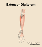 The extensor digitorum muscle of the forearm - orientation 12