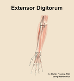 The extensor digitorum muscle of the forearm - orientation 13