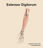 The extensor digitorum muscle of the forearm - orientation 14