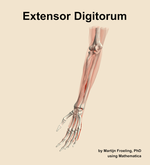 The extensor digitorum muscle of the forearm - orientation 15