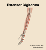 The extensor digitorum muscle of the forearm - orientation 16