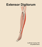 The extensor digitorum muscle of the forearm - orientation 2