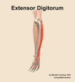 The extensor digitorum muscle of the forearm - orientation 3
