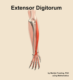 The extensor digitorum muscle of the forearm - orientation 4