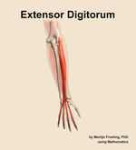 The extensor digitorum muscle of the forearm - orientation 5