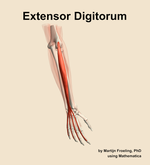 The extensor digitorum muscle of the forearm - orientation 6