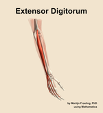 The extensor digitorum muscle of the forearm - orientation 7