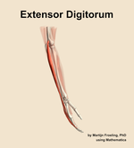 The extensor digitorum muscle of the forearm - orientation 8