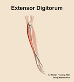 The extensor digitorum muscle of the forearm - orientation 9