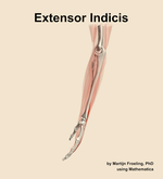 The extensor indicis muscle of the forearm - orientation 1