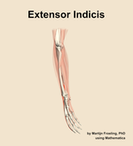 The extensor indicis muscle of the forearm - orientation 10