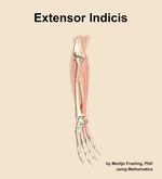 The extensor indicis muscle of the forearm - orientation 11