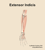 The extensor indicis muscle of the forearm - orientation 12