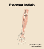 The extensor indicis muscle of the forearm - orientation 13