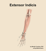 The extensor indicis muscle of the forearm - orientation 14
