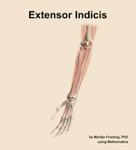 The extensor indicis muscle of the forearm - orientation 15