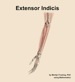 The extensor indicis muscle of the forearm - orientation 16