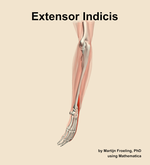 The extensor indicis muscle of the forearm - orientation 2