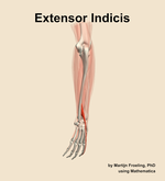 The extensor indicis muscle of the forearm - orientation 3