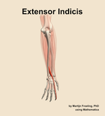 The extensor indicis muscle of the forearm - orientation 4