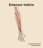 The extensor indicis muscle of the forearm - orientation 5