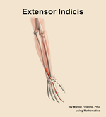 The extensor indicis muscle of the forearm - orientation 6