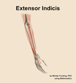 The extensor indicis muscle of the forearm - orientation 7