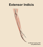 The extensor indicis muscle of the forearm - orientation 8