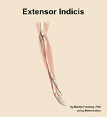 The extensor indicis muscle of the forearm - orientation 9