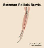 The extensor pollicis brevis muscle of the forearm - orientation 1