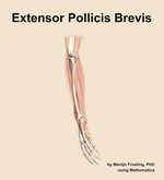 The extensor pollicis brevis muscle of the forearm - orientation 10