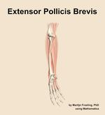 The extensor pollicis brevis muscle of the forearm - orientation 11