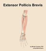 The extensor pollicis brevis muscle of the forearm - orientation 12