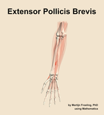The extensor pollicis brevis muscle of the forearm - orientation 13