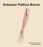 The extensor pollicis brevis muscle of the forearm - orientation 14