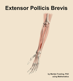 The extensor pollicis brevis muscle of the forearm - orientation 15