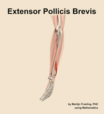 The extensor pollicis brevis muscle of the forearm - orientation 2