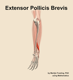 The extensor pollicis brevis muscle of the forearm - orientation 3