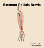 The extensor pollicis brevis muscle of the forearm - orientation 4