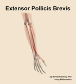 The extensor pollicis brevis muscle of the forearm - orientation 6