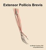 The extensor pollicis brevis muscle of the forearm - orientation 7