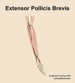 The extensor pollicis brevis muscle of the forearm - orientation 9