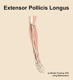 The extensor pollicis longus muscle of the forearm - orientation 10
