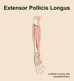 The extensor pollicis longus muscle of the forearm - orientation 11