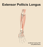 The extensor pollicis longus muscle of the forearm - orientation 12