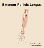 The extensor pollicis longus muscle of the forearm - orientation 13