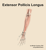 The extensor pollicis longus muscle of the forearm - orientation 14